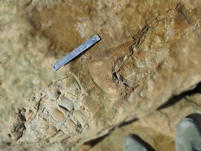 Palette natatoire Sauroptrygien fossile jurassique Boulonnais